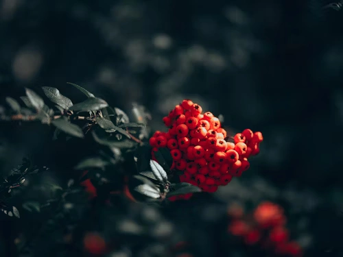 Cebemi Glogov ekstrakt